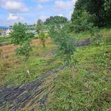 팜모닝 기타작물·영농일지 게시글 이미지