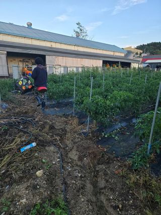 뚜벅이님의 기타작물 · 영농일지 작성글 사진