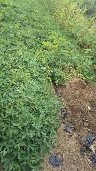 전영순님의 기타작물 · 영농일지 작성글 사진