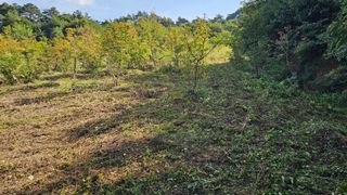 염봉섭님의 기타작물 · 영농일지 작성글 사진