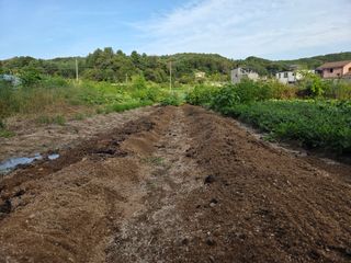 김윤회님의 기타작물 · 영농일지 작성글 사진