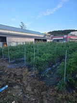 팜모닝 기타작물·영농일지 게시글 이미지