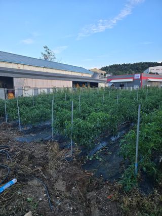 뚜벅이님의 기타작물 · 영농일지 작성글 사진