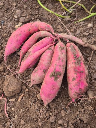 농부님.모두.모두힘님의 기타작물 · 영농일지 작성글 사진