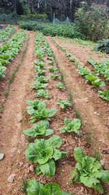 팜모닝 배추·영농일지 게시글 이미지