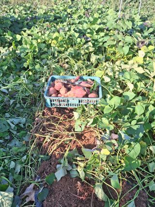 체리123님의 들깨 · 영농일지 작성글 사진