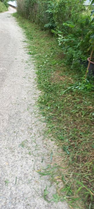 정석채님의 두릅 · 영농일지 작성글 사진