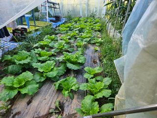 무심님의 콩 · 영농일지 작성글 사진