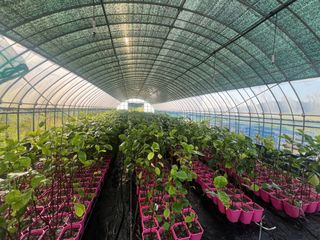 임진구님의 감 · 영농일지 작성글 사진