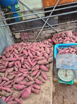 농부님.모두.모두힘님의 기타작물 · 영농일지 작성글 사진