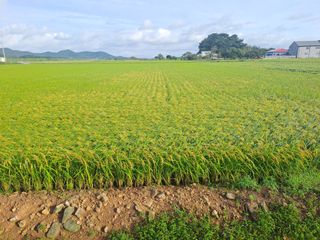 고산1128님의 벼 · 영농일지 작성글 사진