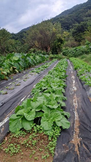 서은숙님의 배추 · 영농일지 작성글 사진