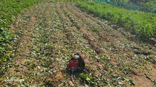 임일재님의 고구마 · 영농일지 작성글 사진