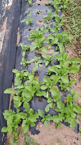 서은숙님의 배추 · 영농일지 작성글 사진