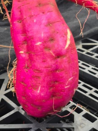 농부님.모두.모두힘님의 기타작물 · 영농일지 작성글 사진