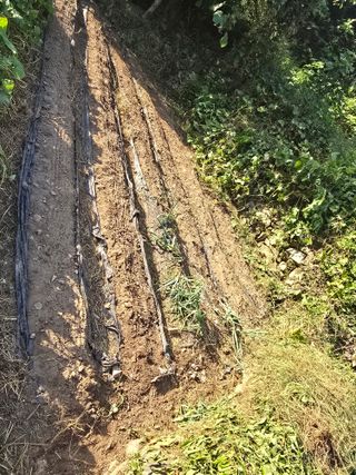 진전님의 배추 · 영농일지 작성글 사진