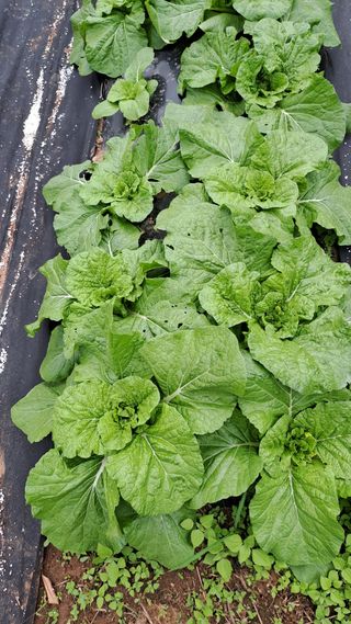 서은숙님의 배추 · 영농일지 작성글 사진