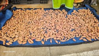 임일재님의 고구마 · 영농일지 작성글 사진