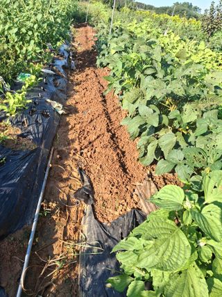 체리123님의 들깨 · 영농일지 작성글 사진