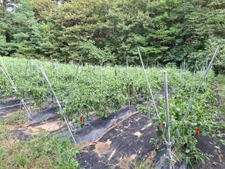 주재필님의 고추 · 영농일지 작성글 사진