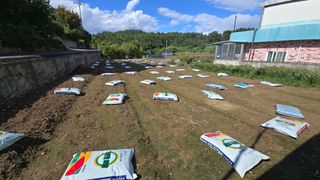 김영한님의 파 · 영농일지 작성글 사진