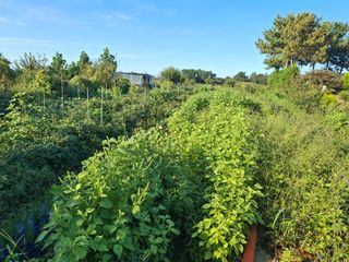 체리123님의 들깨 · 영농일지 작성글 사진