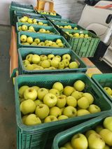 팜모닝 사과·영농일지 게시글 이미지