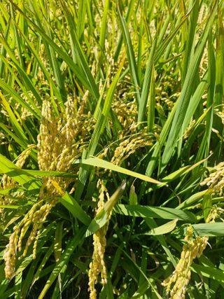 윤길정님의 기타작물 · 영농일지 작성글 사진