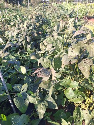 체리123님의 들깨 · 영농일지 작성글 사진