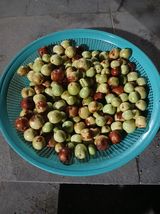 팜모닝 기타작물·영농일지 게시글 이미지