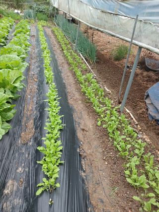 KhM식물을사랑님의 배추 · 영농일지 작성글 사진