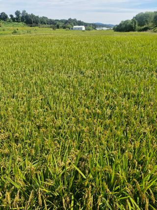윤길정님의 기타작물 · 영농일지 작성글 사진
