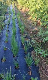 팜모닝 들깨·영농일지 게시글 이미지