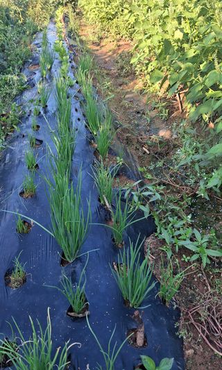 체리123님의 들깨 · 영농일지 작성글 사진