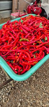 팜모닝 고추·영농일지 게시글 이미지