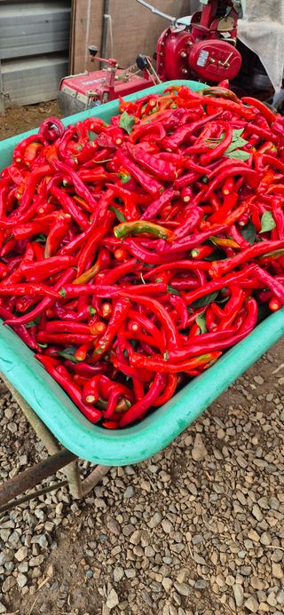 매실21434님의 고추 · 영농일지 작성글 사진