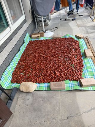 최영묵님의 기타작물 · 영농일지 작성글 사진