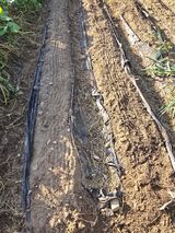 팜모닝 배추·영농일지 게시글 이미지