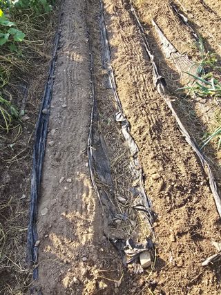 진전님의 배추 · 영농일지 작성글 사진