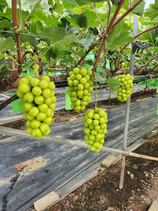 박유순님의 포도 · 영농일지 작성글 사진