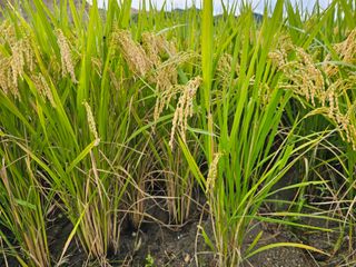 넥스젠님의 벼 · 영농일지 작성글 사진