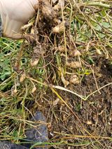 팜모닝 기타작물·영농일지 게시글 이미지