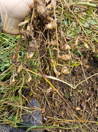 김강호님의 기타작물 · 영농일지 작성글 사진