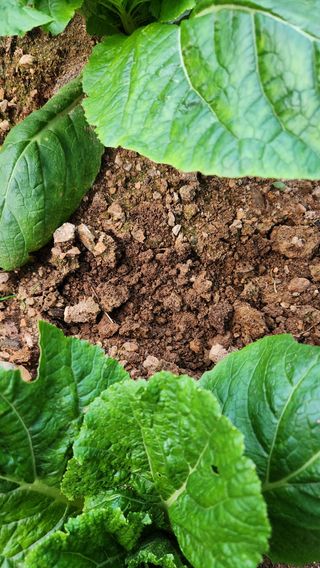 봉담고추님의 배추 · 영농일지 작성글 사진