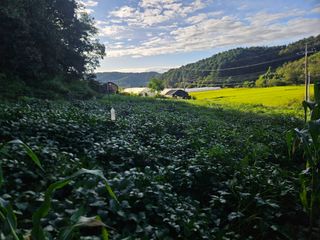 무심님의 콩 · 영농일지 작성글 사진