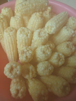 강지현님의 옥수수 · 영농일지 작성글 사진