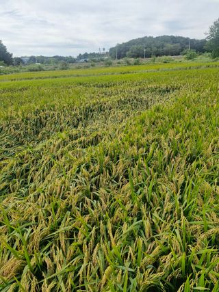 윤길정님의 기타작물 · 영농일지 작성글 사진