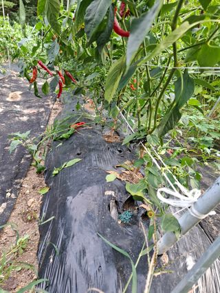 주재필님의 고추 · 영농일지 작성글 사진