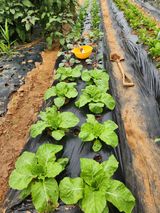 팜모닝 기타작물·영농일지 게시글 이미지