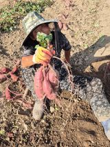 팜모닝 기타작물·영농일지 게시글 이미지